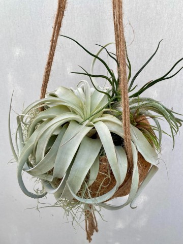 Kokodama met tillandsia large 3