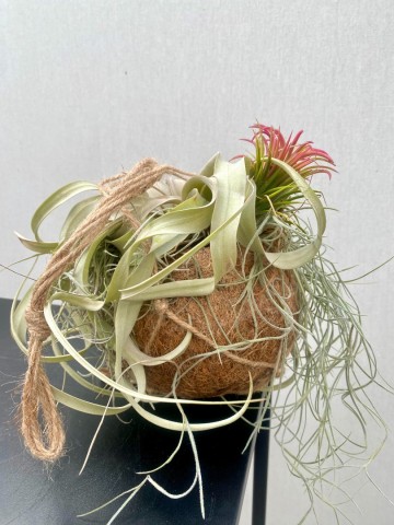 Kokodama met tillandsia medium 4