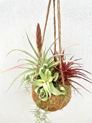 Kokodama met tillandsia nr 001 1