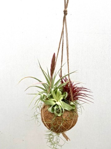 Kokodama met tillandsia nr 001 2