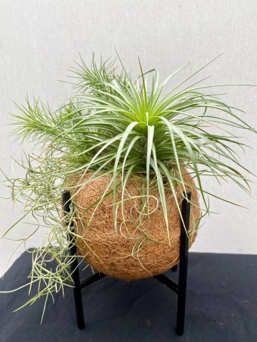 Kokodama met tillandsia nr 005 1