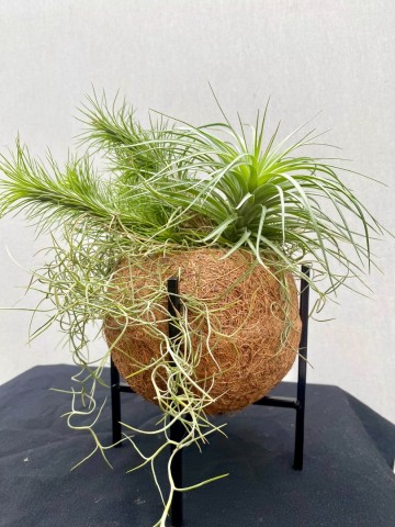 Kokodama met tillandsia nr 005 2