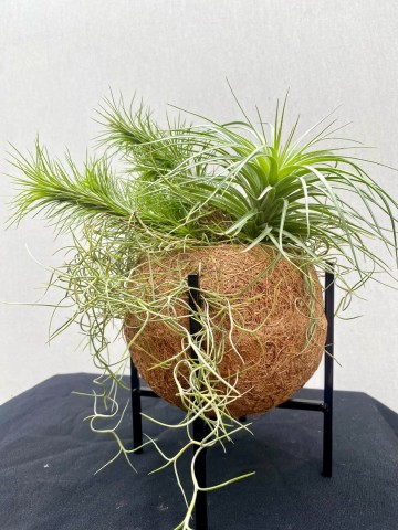 Kokodama met tillandsia nr 005 3