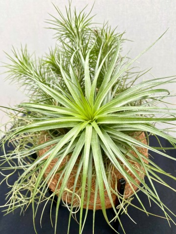 Kokodama met tillandsia nr 005 4