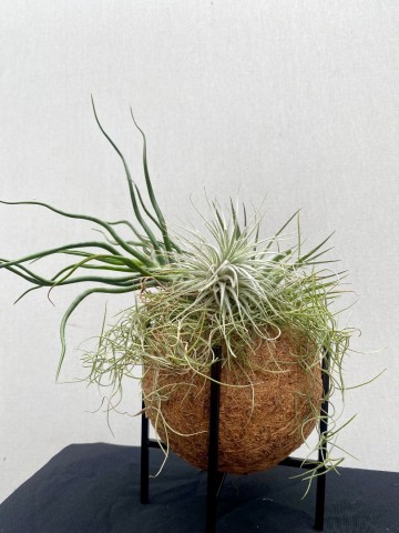 Kokodama met tillandsia nr 006 1