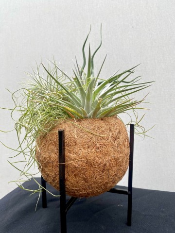 Kokodama met tillandsia nr 006 3