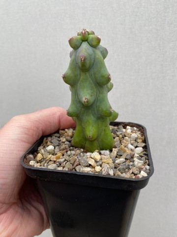 Myrtillocactus geometrizans fukurokuryuzinboku small size 1
