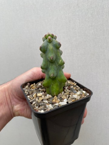 Myrtillocactus geometrizans fukurokuryuzinboku small size 2