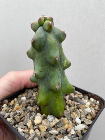 Myrtillocactus geometrizans fukurokuryuzinboku small size 3