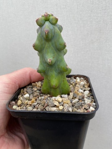 Myrtillocactus geometrizans fukurokuryuzinboku small size 4