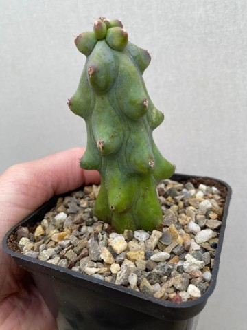 Myrtillocactus geometrizans fukurokuryuzinboku small size 5
