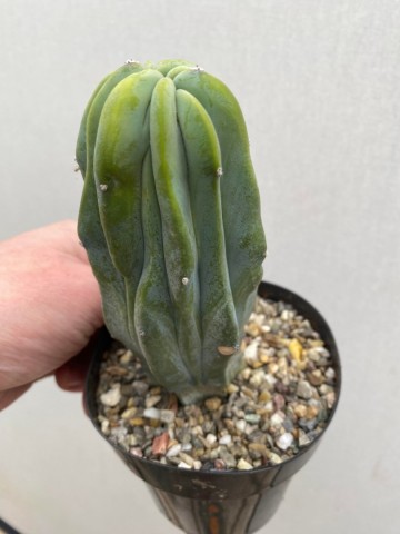 Myrtillocactus geometrizans monstrose 4