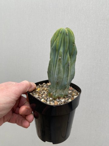 Myrtillocactus geometrizans monstrose 5