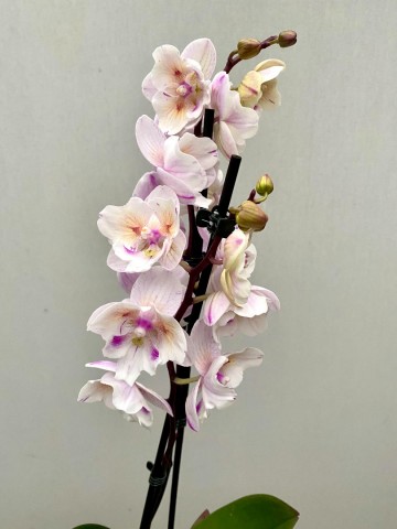 Phalaenopsis hybride nr 12 4