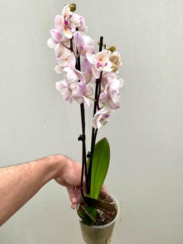 Phalaenopsis hybride nr 12 5