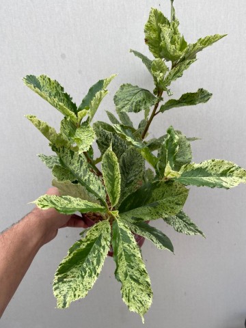 Photinia pink crispy 1