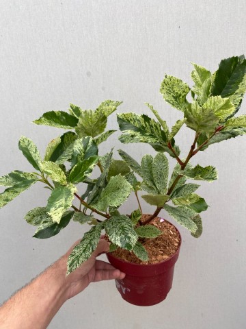 Photinia pink crispy 2