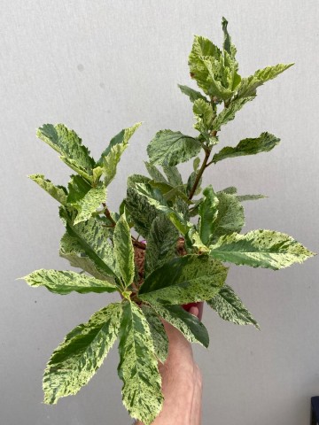 Photinia pink crispy 4