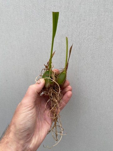 Pleione roze rizoom 2