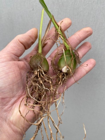 Pleione roze rizoom 4