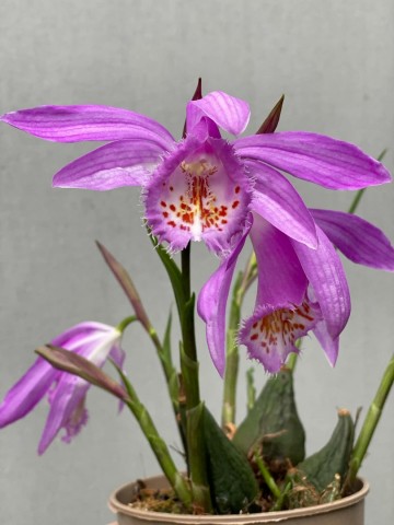 Pleione roze tuinorchidee winterhard 0