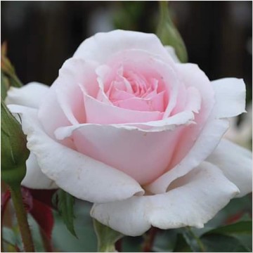 Rosa a whiter shade of pale parfum de nature 1