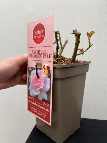 Rosa a whiter shade of pale parfum de nature 2