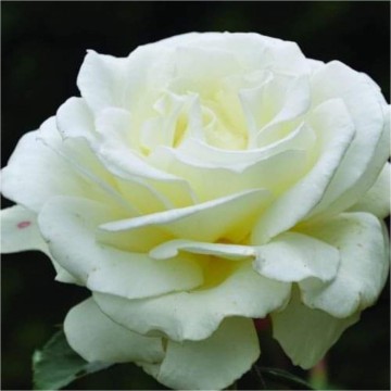 Rosa annapurna parfum de nature foto lakei rozen 1