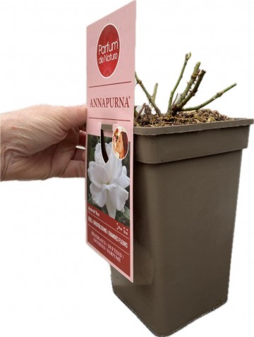 Rosa annapurna parfum de nature foto lakei rozen 3