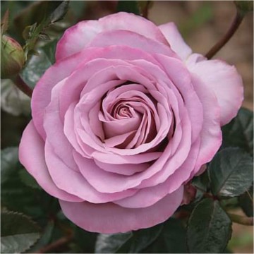 Rosa blue girl parfum de nature foto lakei rozen 1