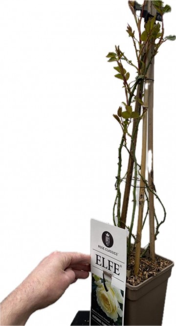 Rosa elfe klimroos 2