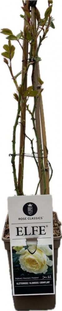 Rosa elfe klimroos 3