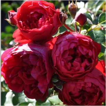 Rosa florentina klimroos 1
