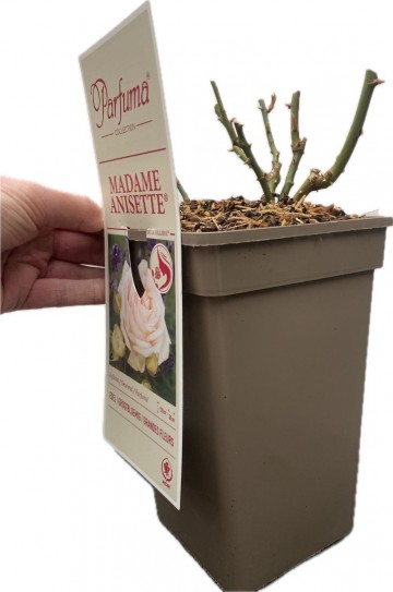 Rosa madame anisette parfuma 2