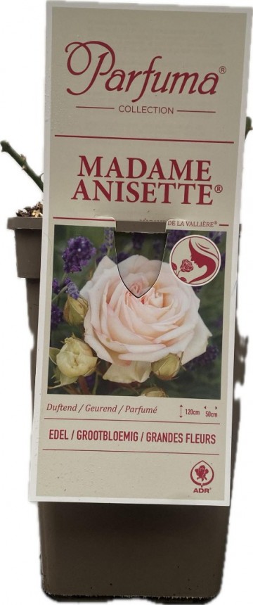 Rosa madame anisette parfuma 3