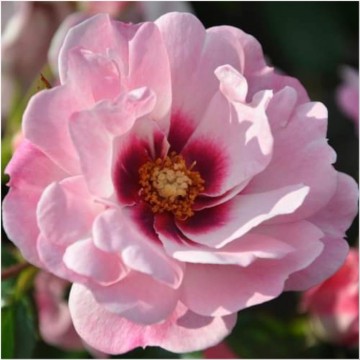 Rosa persica bright eyes 1