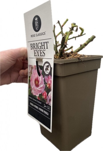 Rosa persica bright eyes 2