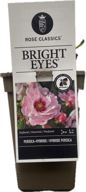 Rosa persica bright eyes 3
