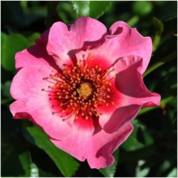 Rosa persica eyes on me 1