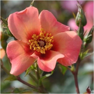 Rosa persica for your eyes only 1