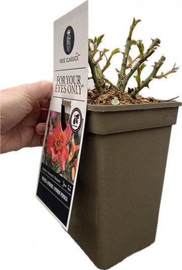 Rosa persica for your eyes only 2