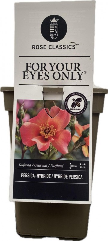 Rosa persica for your eyes only 3