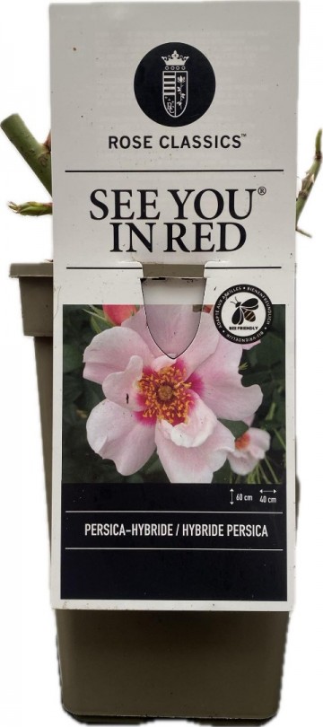 Rosa persica see you in red 1