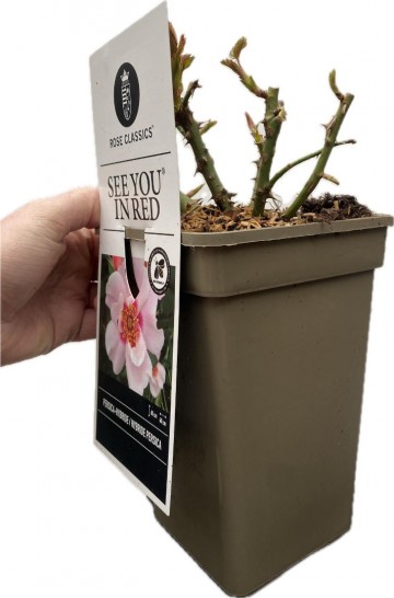 Rosa persica see you in red 2