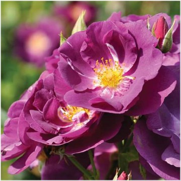 Rosa rhapsody in blue klimroos 1