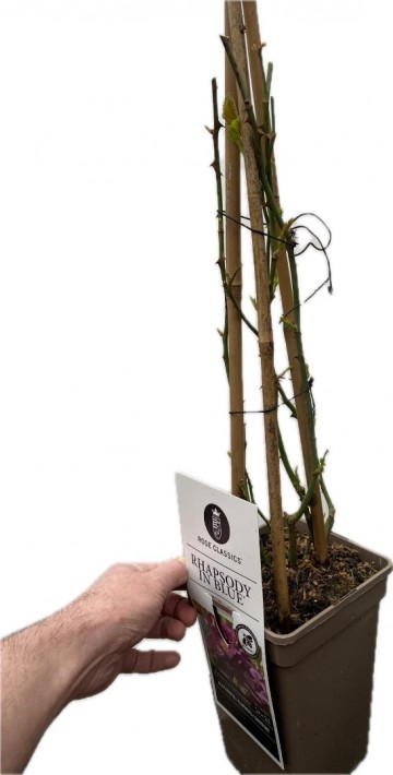 Rosa rhapsody in blue klimroos 3