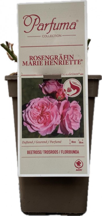 Rosa rosengrafin marie henriette parfuma 1 0