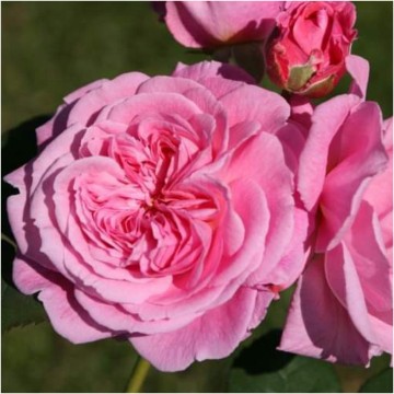 Rosa rosengrafin marie henriette