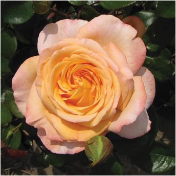 Rosa scented memory parfum de nature foto lakei rozen 1