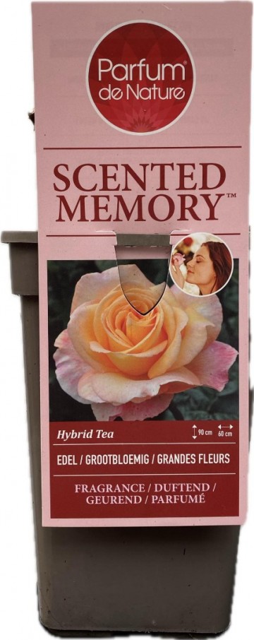 Rosa scented memory parfum de nature foto lakei rozen 2